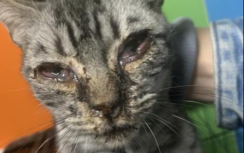 6株猫疱疹病毒单抗开发成功