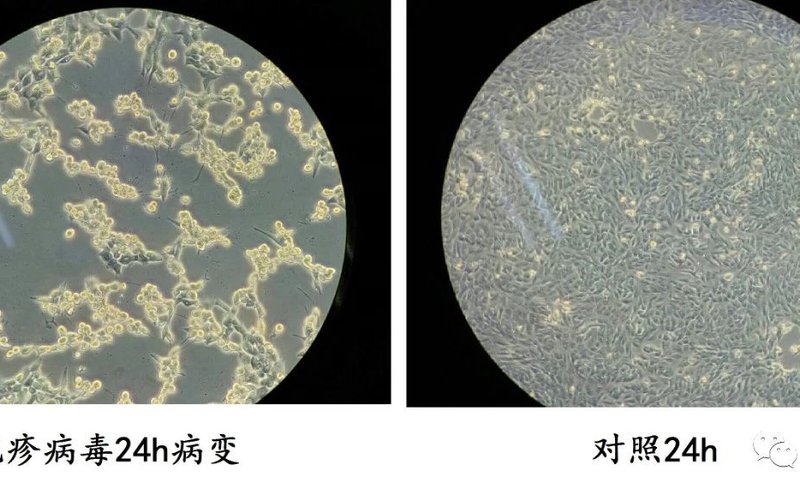 成功分离一株猫疱疹病毒