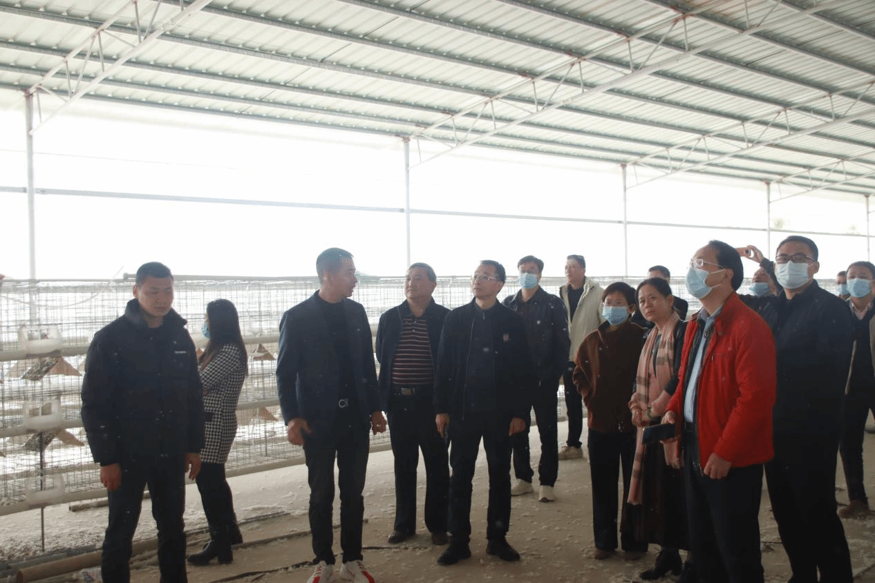 专家团在肉鸽养殖场实地调研