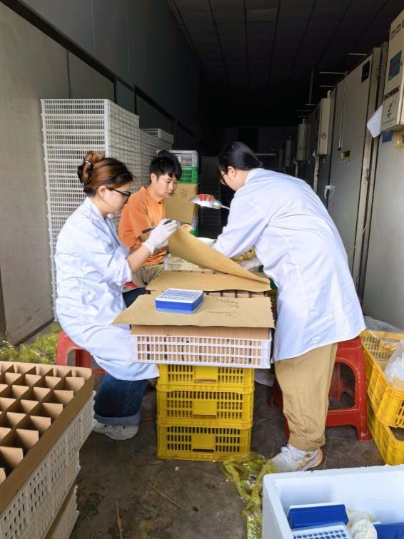 团队成员在孵化车间进行样本处理